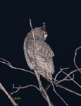 Great Horned Owl